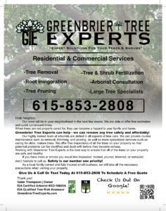 TREE DIRECT MAIL POSTCARD